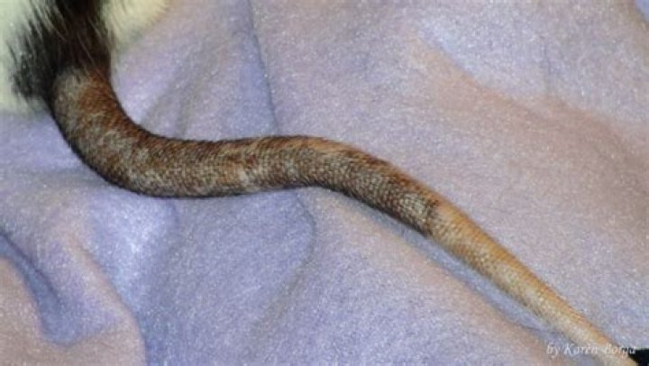 What does a rats tail look like?