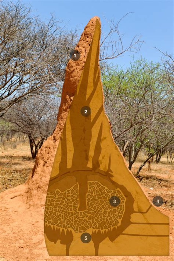 What does a termite mound look like?