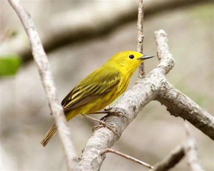 What does a yellow warbler sound like?