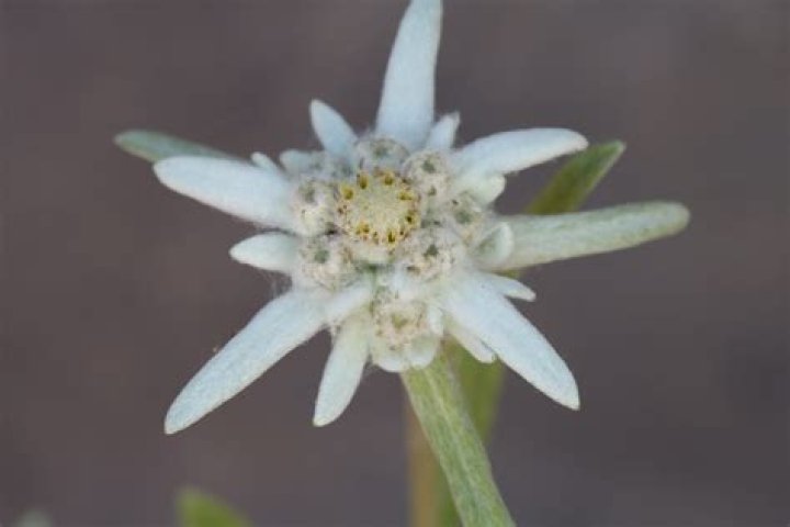 What does an edelweiss flower look like?