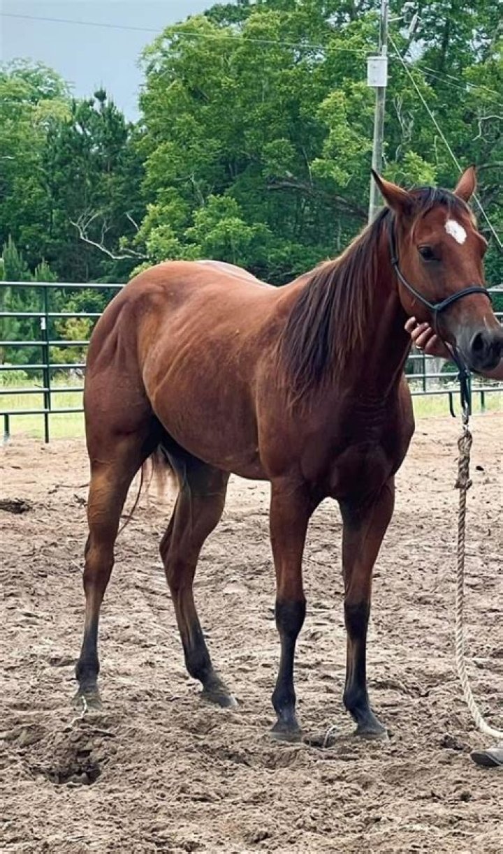 What does cow hocked mean in horses?