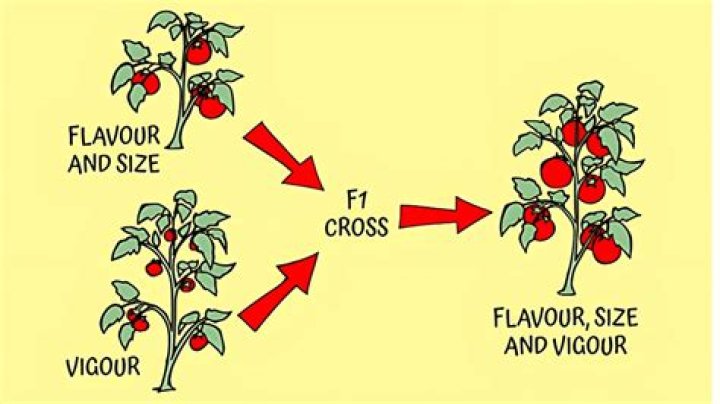 What does f1 mean on Dacor oven?