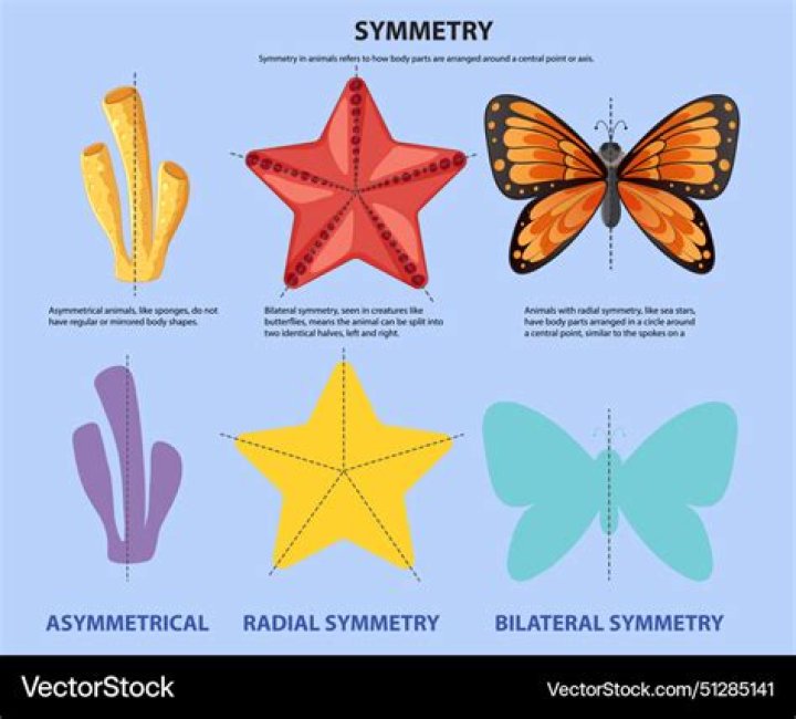 What does gaze asymmetry mean?