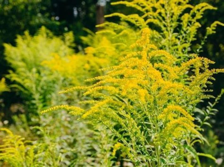 What does goldenrod plant look like?