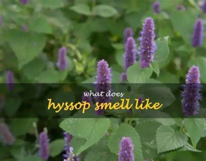 What does hyssop smell like?