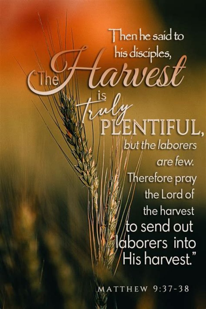What does it mean that the harvest is plentiful (Matthew 9:37)?