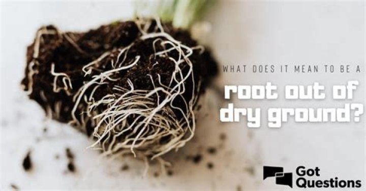 What does it mean to be a root out of dry ground?