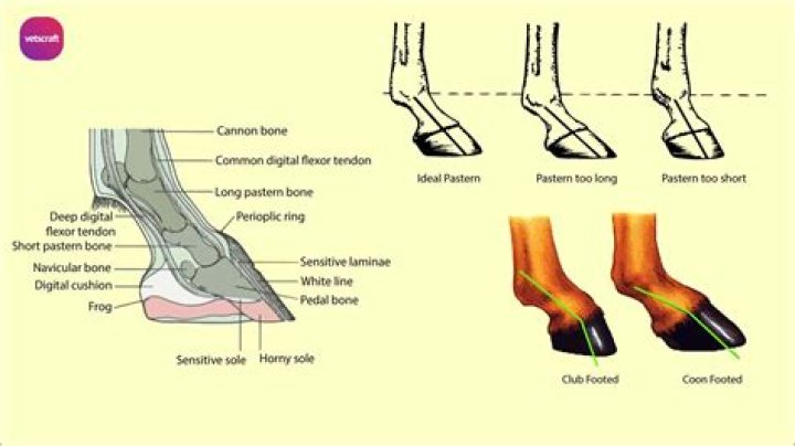 What does it mean when a horse is pigeon toed?