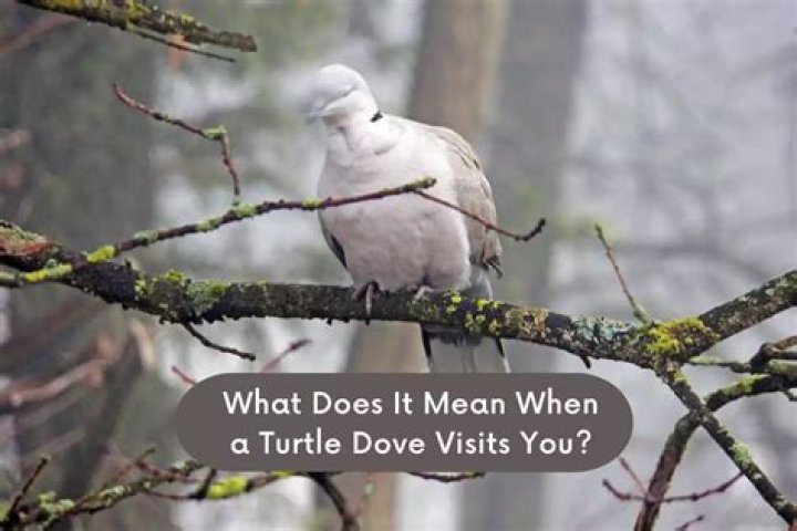 What does it mean when a turtle dove visits you?