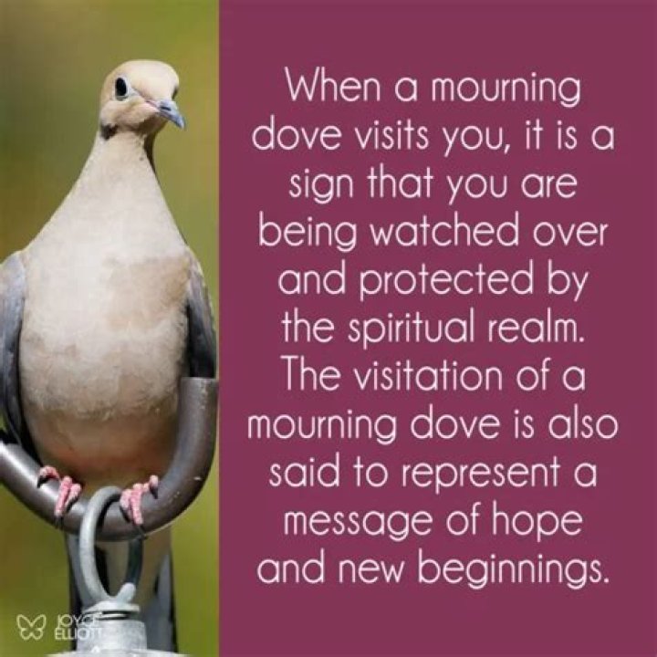 What does it mean when mourning doves visit you?