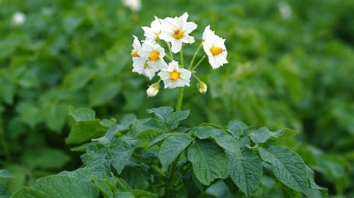 What does it mean when potato plants bloom?