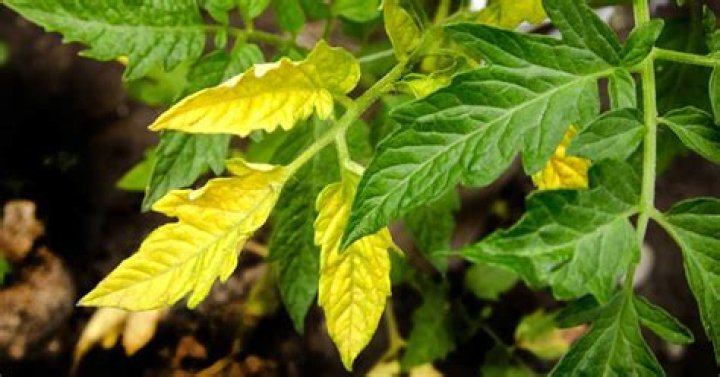 What does it mean when the bottom leaves of a tomato plant turn yellow?