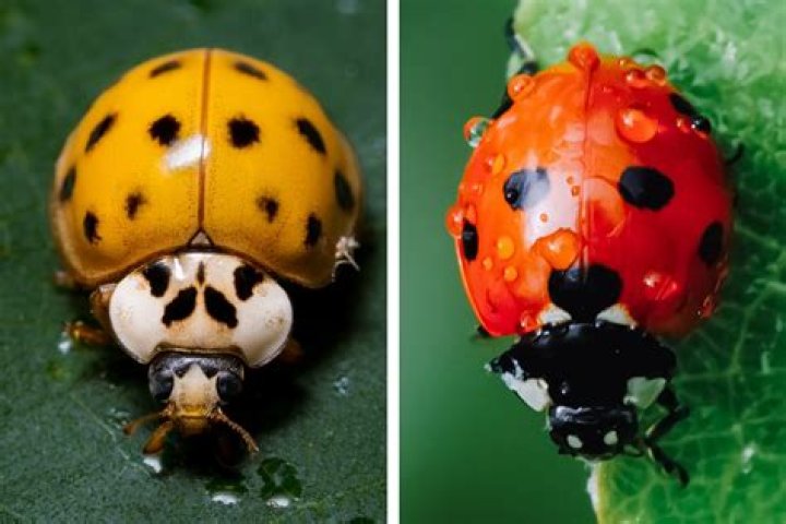 What does it mean when you see a green ladybug?