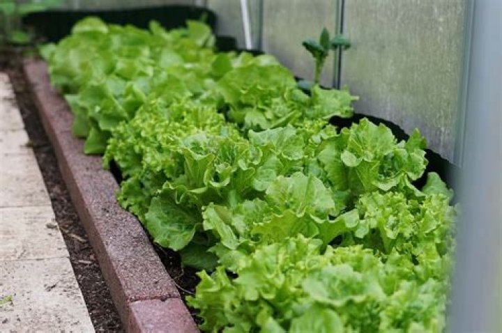What does it mean when your lettuce bolts?