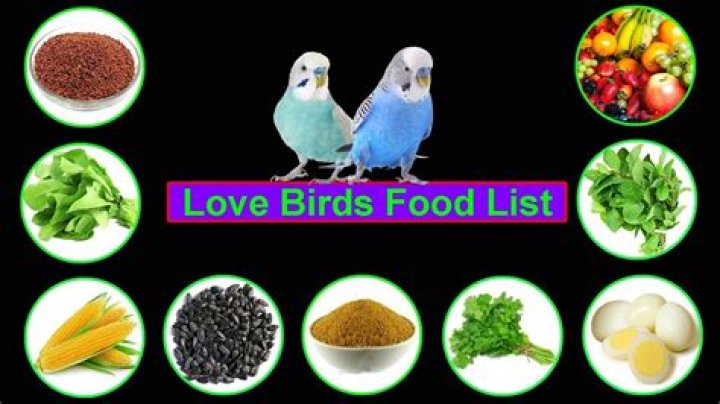 What does love birds eat?