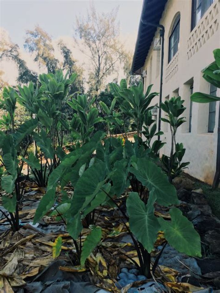 What does Malama Honua mean?