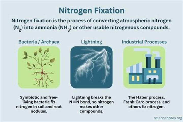 What does nitrogen fixation accomplish?