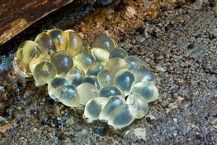 What does slug eggs look like?