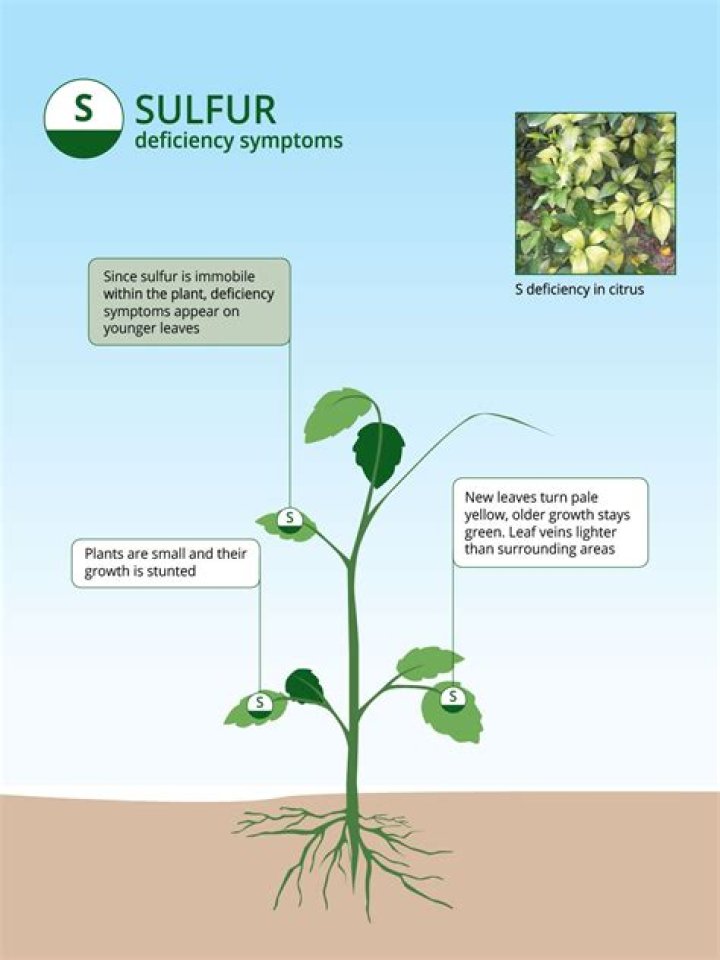 What does sulfur do for grass?