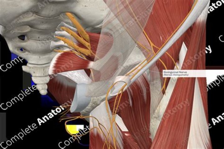 What does the Ilioinguinal nerve do?