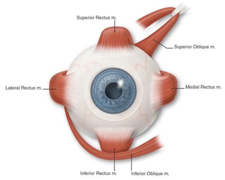 What does the lateral rectus muscle do in the eye?