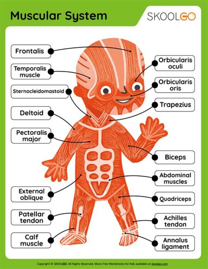 What does the muscular system do for a frog?