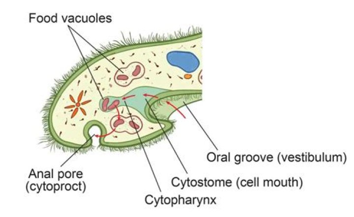 What does the Oral Groove do in a paramecium?