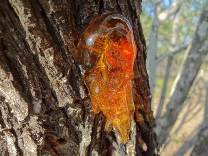 What does tree sap look like?