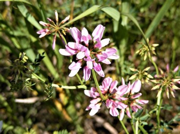 What does vetch look like?