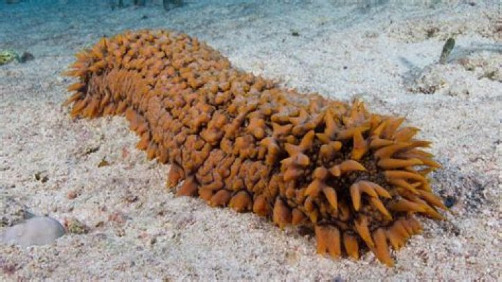 What eats a sea cucumber?