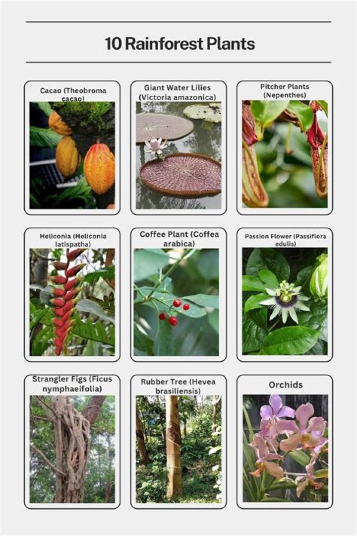 What edible plants grow in the rainforest?