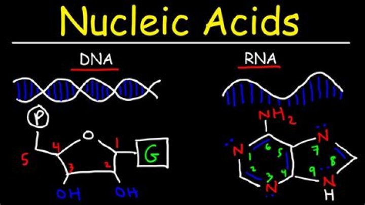 What elements are found in nucleic acids?