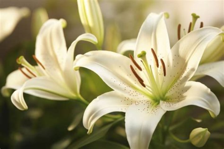 What flower symbolizes betrayal?