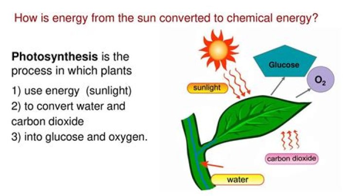 What form of energy is sunlight converted to in photosynthesis and how is it stored?