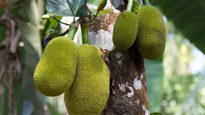 What fruit has the longest name?