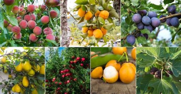 What fruit trees do well in Oklahoma?