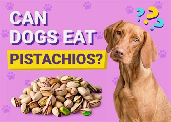 What happens if a dog eats pecan pie?