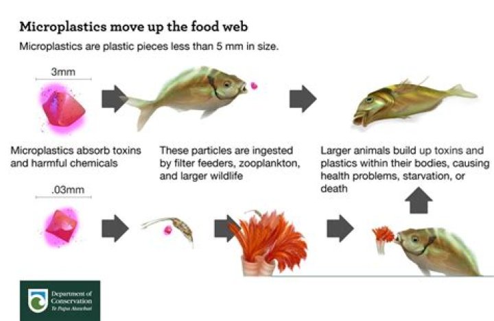 What happens if you eat fish guts?