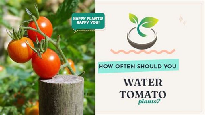 What happens if you water tomatoes too much?