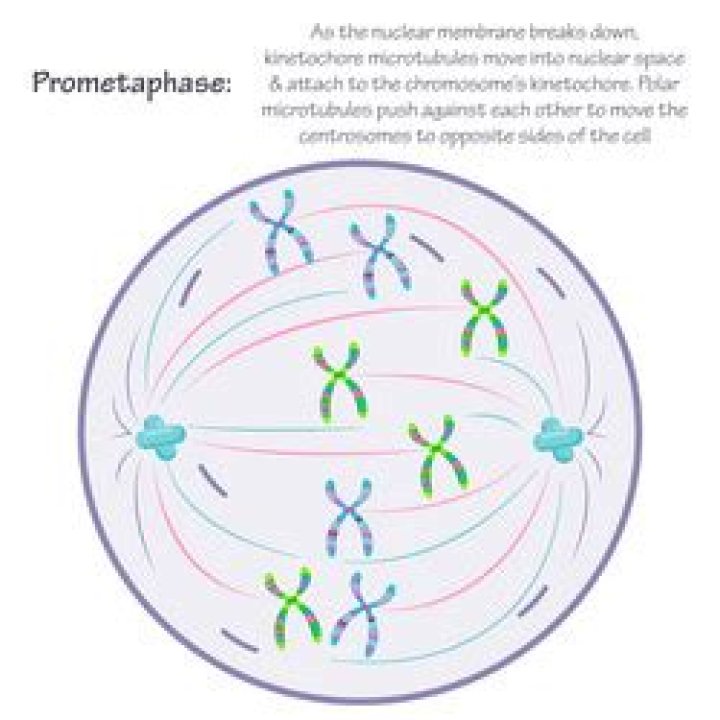 What happens in Prometaphase mitosis?