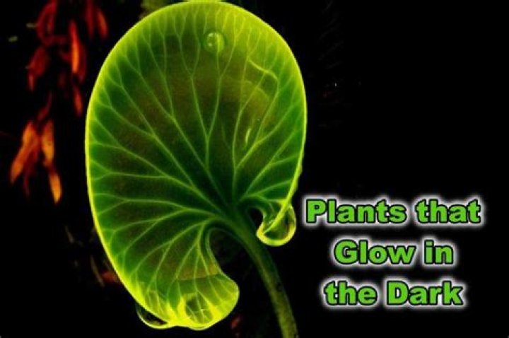 What happens to plants in the dark?