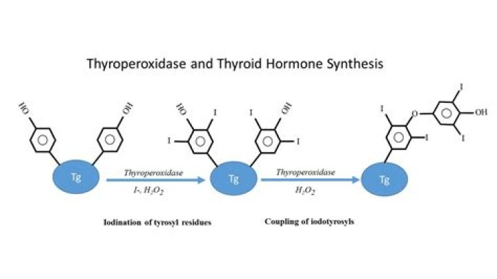 What happens to turnip peroxidase during and after reaction?