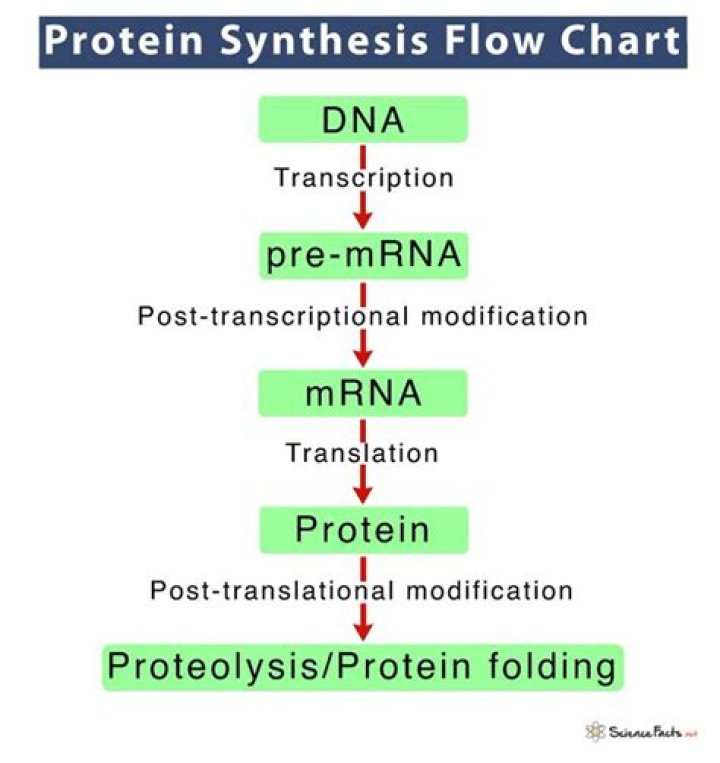What happens when protein synthesis stops?
