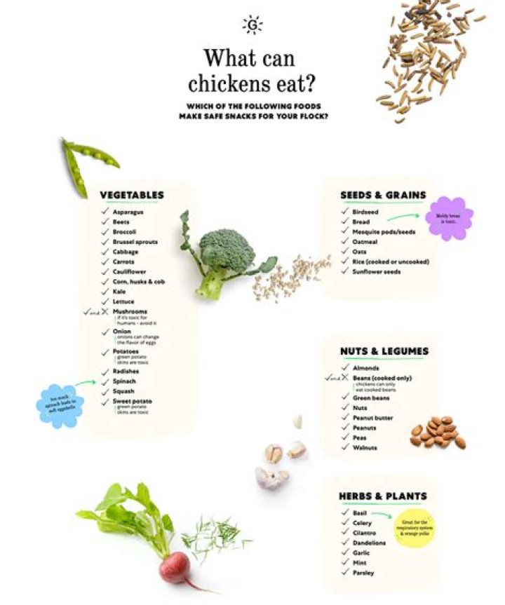 What herbs can I feed my chickens?