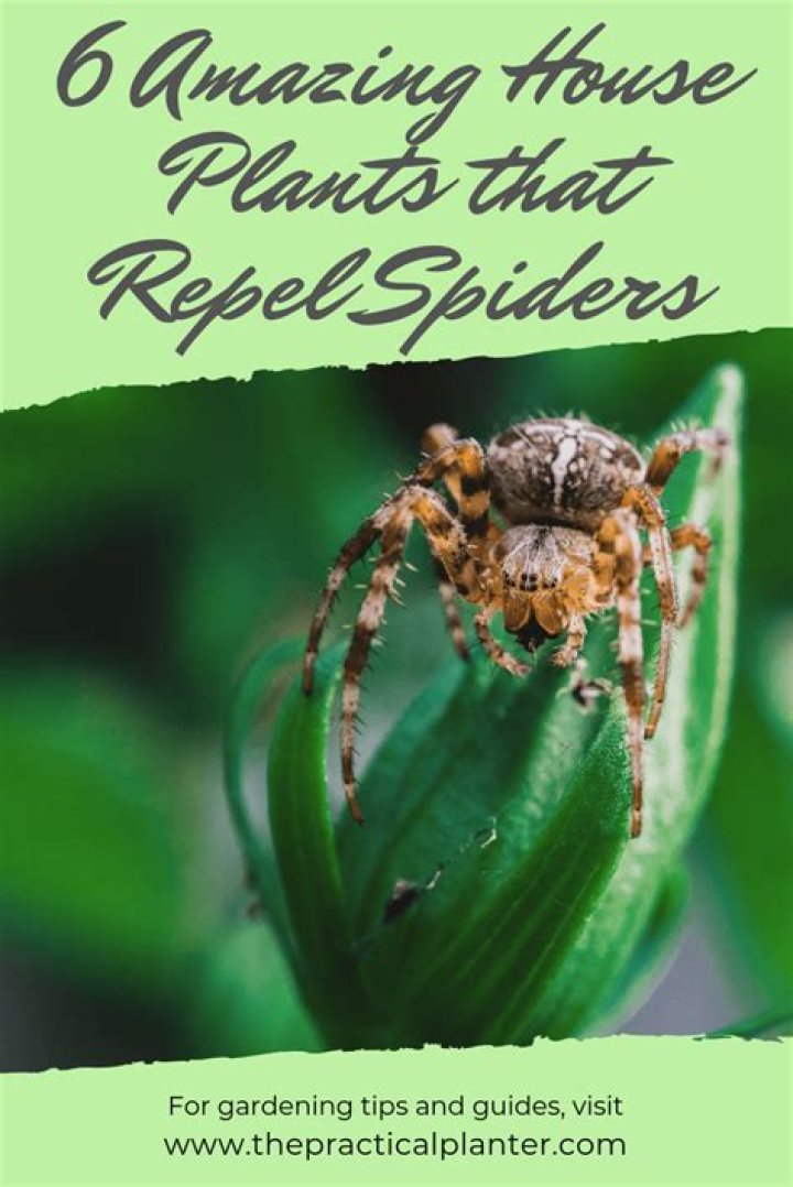 What house plants repel spiders?