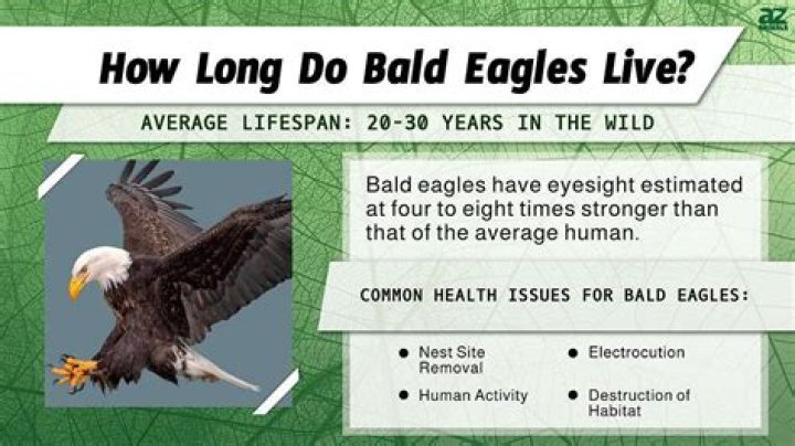 What is a bald eagle’s body temperature?