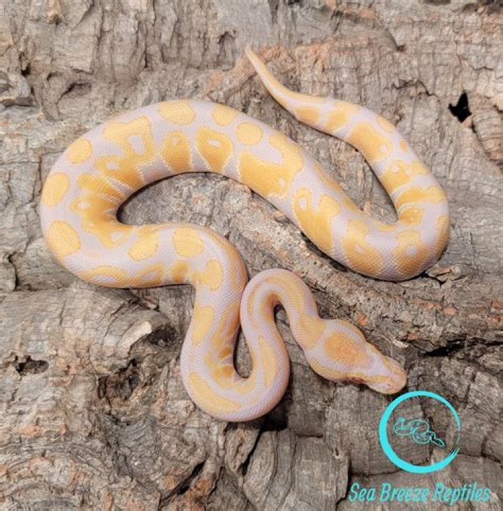 What is a candino ball python?