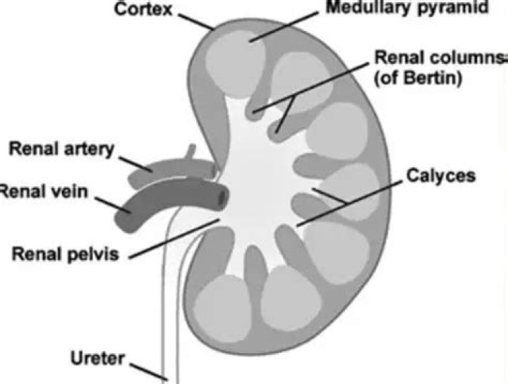 What is a column of Bertin in the kidney?