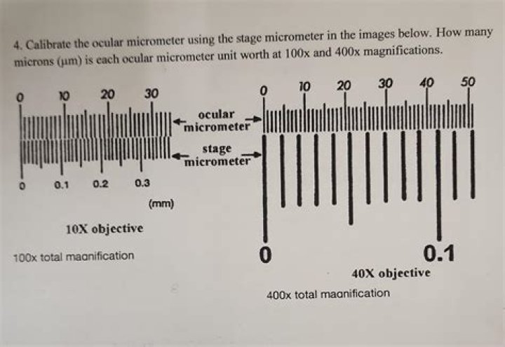What is a difference between a stage micrometer and an ocular micrometer?
