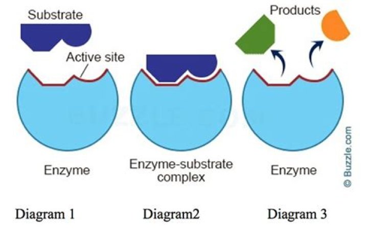 What is a enzyme substrate complex?